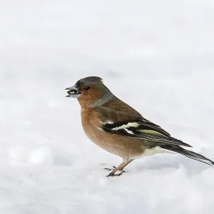 Common chaffinch male winter print Common chaffinch male winter print