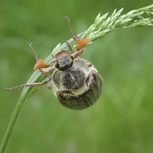 A common cockchafer (Melolontha melolontha) clinging to a blade of grass A common cockchafer (Melolontha melolontha) clinging to a blade of grass