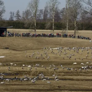 Common Cranes and bird watchers Common Cranes and bird watchers