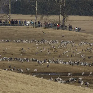 Common Cranes and bird watchers Common Cranes and bird watchers