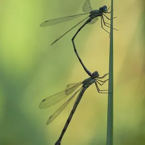 Common damselfly (Lestes sponsa) mating