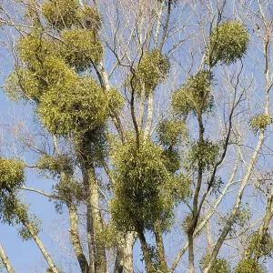 Common - or European Mistletoes (Viscum album) growing in an old White Willow tree (Salix alba)