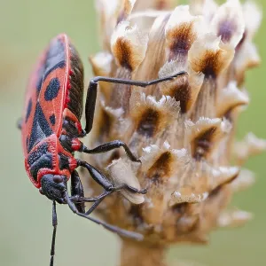 Common fire bug, Pyrrhocoris apterus