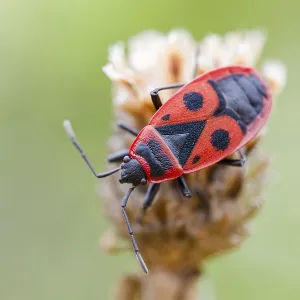 Common fire bug, Pyrrhocoris apterus