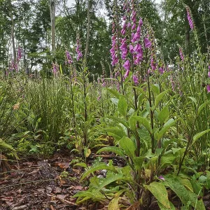 Common foxglove (Digitalis purpurea) in a deciduous forest Common foxglove (Digitalis purpurea) in a deciduous forest