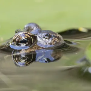 Common frog (Rana temporaria)