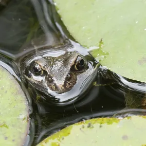 Common frog (Rana temporaria)