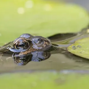 Common frog (Rana temporaria)