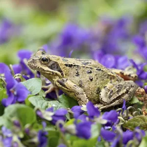 Common frog (Rana temporaria) adult amphibian amongst garden blue violet flowers in spring