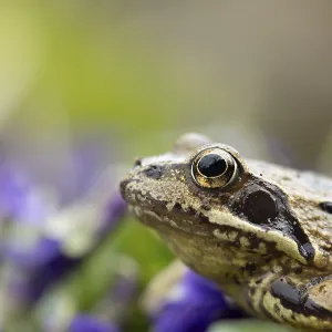 Common frog (Rana temporaria) adult amphibian on garden blue violet flowers in spring
