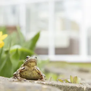 Common frog (Rana temporaria) adult amphibian in a garden with a conservatory in the background in spring