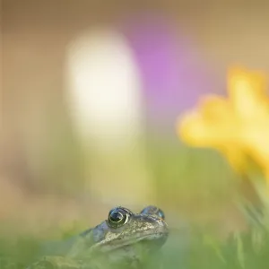 Common frog (Rana temporaria) adult amphibian amongst garden crocus flowers in spring