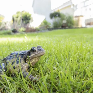 Common frog (Rana temporaria) adult amphibian on a garden grass lawn in summer