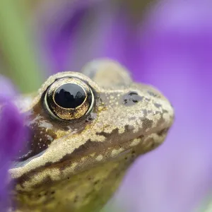 Common frog (Rana temporaria) adult amphibian amongst garden purple crocus flowers in spring