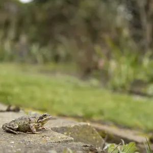 Common frog (Rana temporaria) adult amphibian in a garden in spring