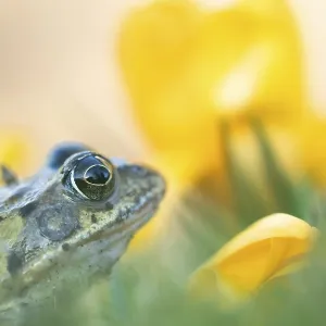 Common frog (Rana temporaria) adult amphibian amongst garden yellow crocus flowers in spring