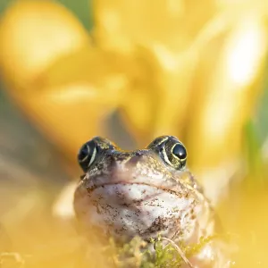 Common frog (Rana temporaria) adult amphibian amongst garden yellow crocus flowers in spring