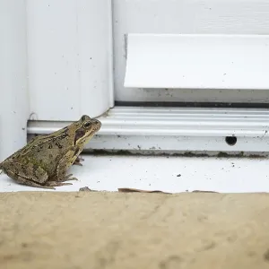 Common frog (Rana temporaria) adult amphibian on a house door step in spring
