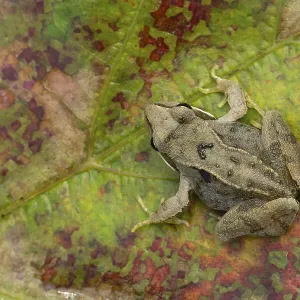 Common frog (Rana temporaria) juvenile baby froglet amphibian on an autumn colour leaf