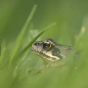 Common frog (Rana temporaria) juvenile baby froglet amphibian amongst grass of a garden lawn in summer