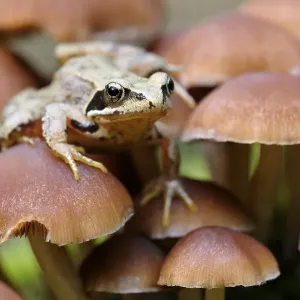 Common Frog (Rana temporaria) sitting on small lamellar mushrooms Common Frog (Rana temporaria) sitting on small lamellar mushrooms