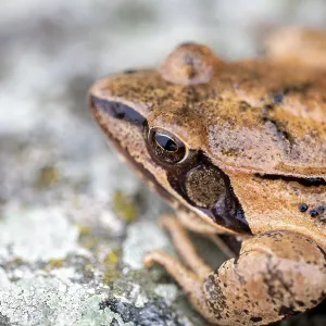 Common frog (Rana temporaria) sitting on stone Common frog (Rana temporaria) sitting on stone
