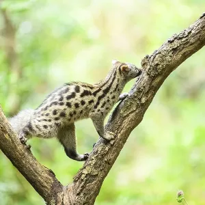 Common genet (Genetta genetta)
