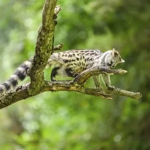 Common genet (Genetta genetta)