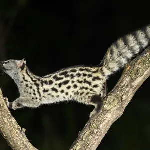 Common genet (Genetta genetta)