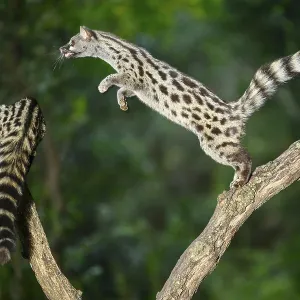 Common genet (Genetta genetta)