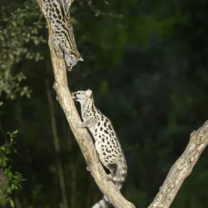 Common genet (Genetta genetta)