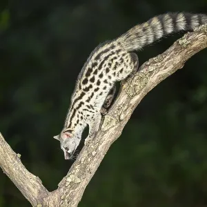 Common genet (Genetta genetta)