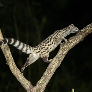 Common genet (Genetta genetta)