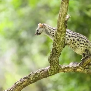 Common genet (Genetta genetta) Common genet (Genetta genetta)