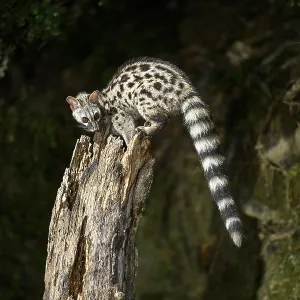 Common genet (Genetta genetta) Common genet (Genetta genetta)