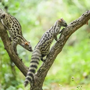 Common genet (Genetta genetta)