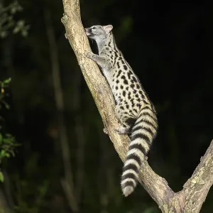 Common genet (Genetta genetta)
