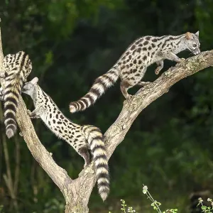 Three Common genets (Genetta genetta) Three Common genets (Genetta genetta)