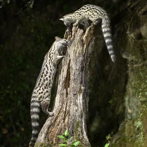 Common genets (Genetta genetta) climbing on a tree Common genets (Genetta genetta) climbing on a tree