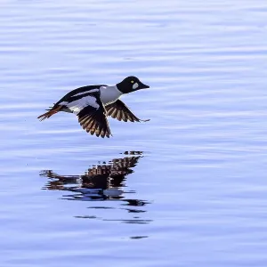 Common goldeneye (Bucephala clangula) male in flight Common goldeneye (Bucephala clangula) male in flight