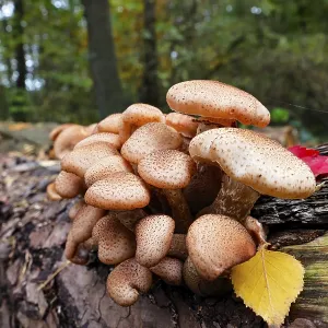 Common Hallimasch, also golden yellow or honey yellow Hallimasch (Armillaria mellea)