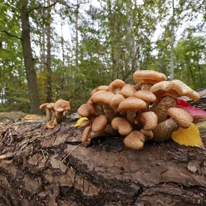 Common Hallimasch, also golden yellow or honey yellow Hallimasch (Armillaria mellea)