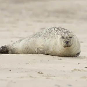 Common or Harbour or Harbor seal (Phoca vitulina) adult animal sleeping on a beach