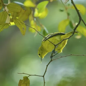 Common Iora (Aegithina tiphia) sitting on a tree branch Common Iora (Aegithina tiphia) sitting on a tree branch
