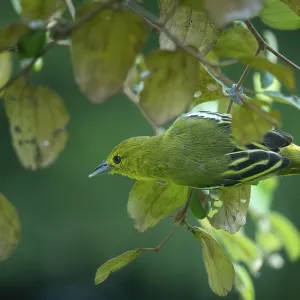 Common Iora (Aegithina tiphia) on a tree branch in Sreepur Common Iora (Aegithina tiphia) on a tree branch in Sreepur