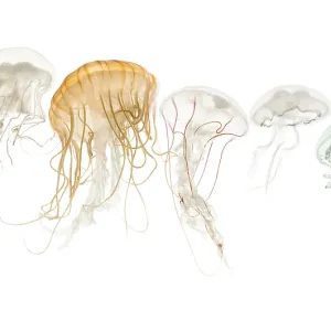 Common jellyfish, Aurelia aurita Common jellyfish, Aurelia aurita