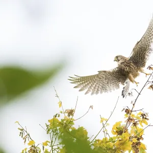A Common Kestrel (Falco tinnunculus) flies over autumn trees in bright skies A Common Kestrel (Falco tinnunculus) flies over autumn trees in bright skies
