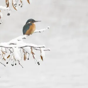 Common kingfisher print, perched on snow-covered black alder branch Common kingfisher print, perched on snow-covered black alder branch