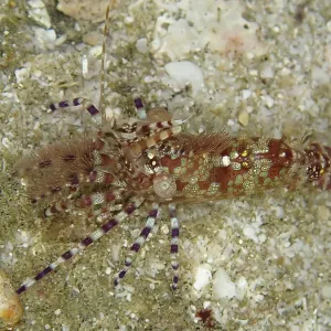 Common marble shrimp (Saron marmoratus) with a pattern in brown and green on a sandy substrate Common marble shrimp (Saron marmoratus) with a pattern in brown and green on a sandy substrate