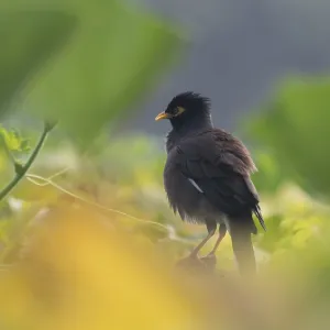 Un Myno Común (Acridotheres tristis), Sreepur, Gazipur, Bangladesh